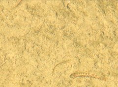 Liniparhomaloptera disparis