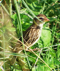 Ploceus manyar
