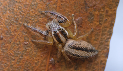 Mopsolodes australensis