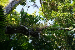 Dendrobium smillieae