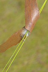 Mopsolodes australensis