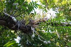Dendrobium smillieae