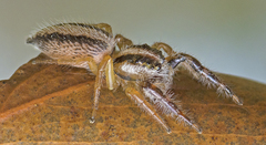 Mopsolodes australensis
