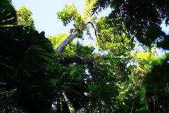 Dendrobium smillieae