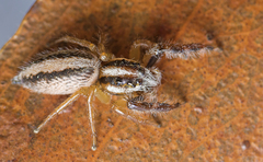 Mopsolodes australensis