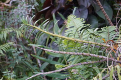 Dendrobium smillieae