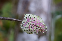 Dendrobium smillieae