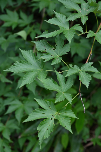 Rubus chingii iNat (3)