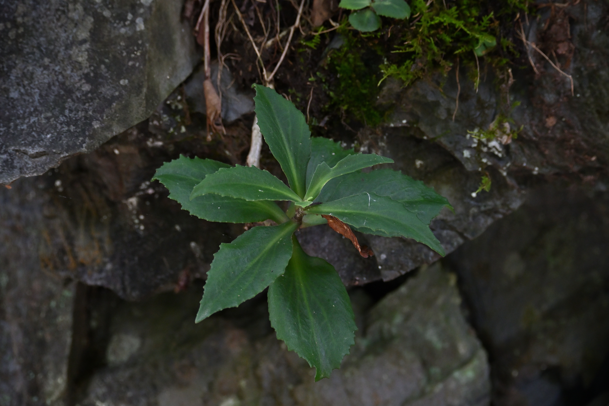 Hylotelephium mingjinianum (S.H.Fu) H.Ohba 2
