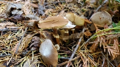 Cystoderma carcharias fallax