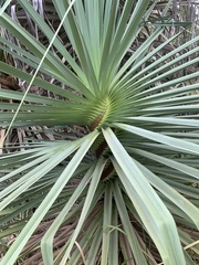 Pandanus cookii