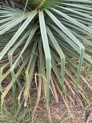 Pandanus cookii