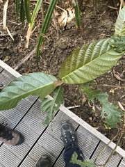 Ficus congesta