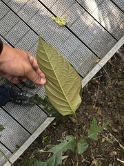 Ficus congesta
