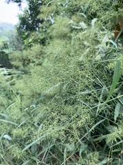 Panicum sarmentosum