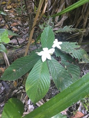 Atractocarpus hirtus