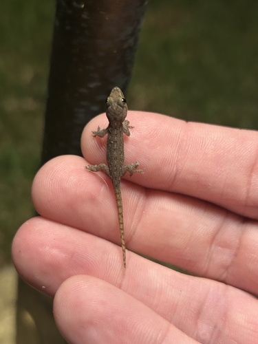 Hemidactylus garnotii observed 2025-08-18