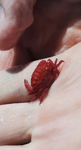 Liomera rugata observed 2025-08-19