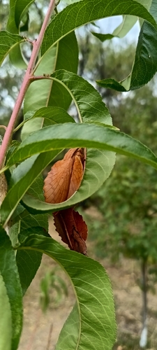 The Lappet