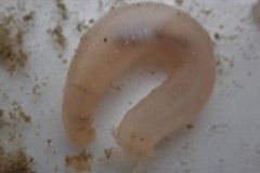 Leptosynapta clarki