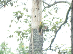Picus chlorolophus
