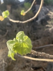 Gyrocarpus americanus