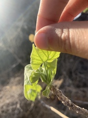 Gyrocarpus americanus