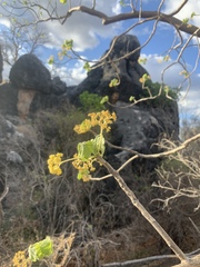 Gyrocarpus americanus