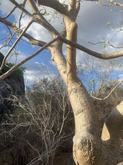 Gyrocarpus americanus