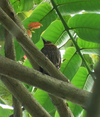 Chrysophlegma miniaceum