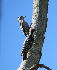 Grey-Capped Pygmy Woodpecker photo 2