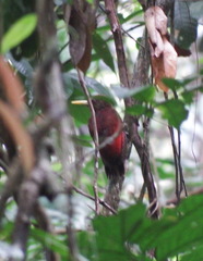 Blythipicus rubiginosus