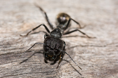 Camponotus suffusus