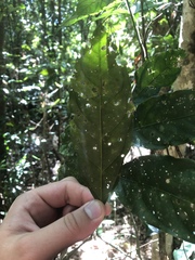 Toechima erythrocarpum