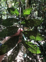 Toechima erythrocarpum