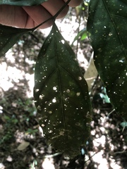 Toechima erythrocarpum