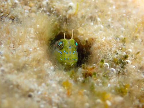 Sphinx Blenny, 13820 Ensuès-la-Redonne, France, photo 10 of 10