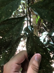 Toechima erythrocarpum