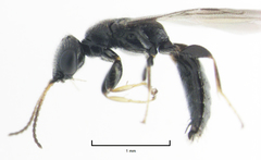 Eupsenella insulana