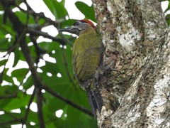 Picus viridanus