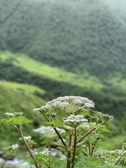 Ligusticopsis wallichiana