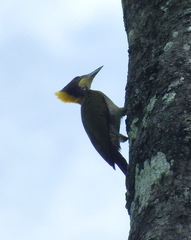 Chrysophlegma flavinucha