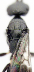 Eupsenella insulana
