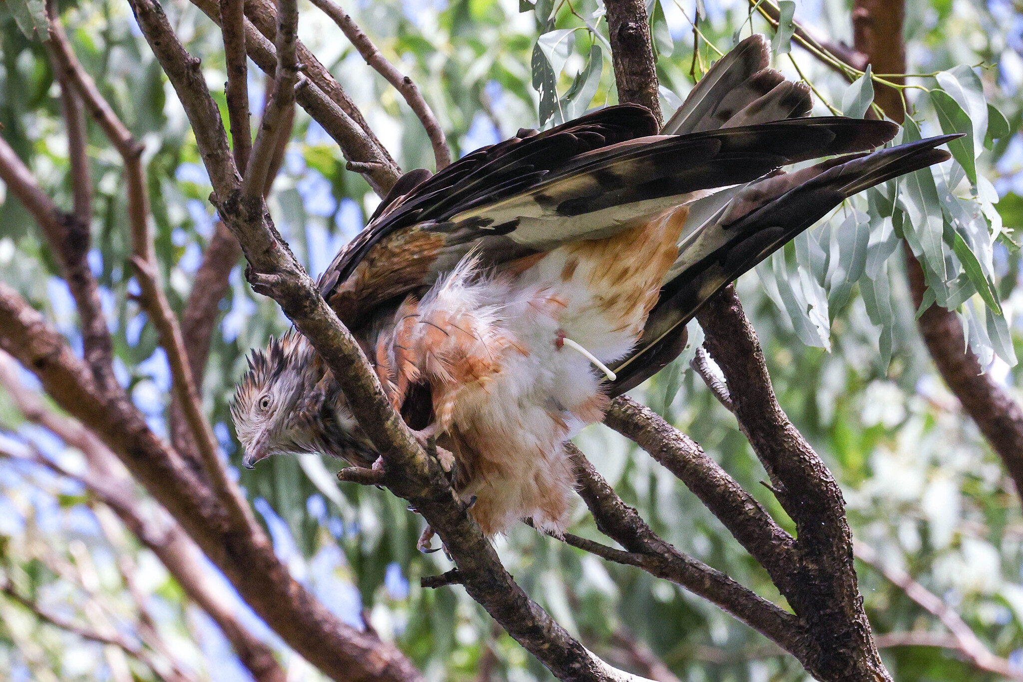 Square-tailed Kite (Lophoictinia isura)