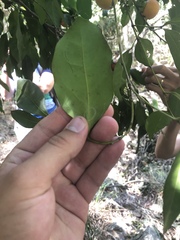 Celtis paniculata