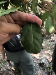 Celtis paniculata