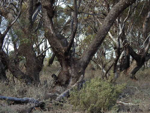 Eucalyptus gracilis 4