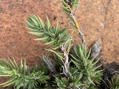 Crassula lanceolata