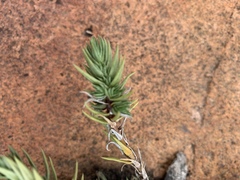 Crassula lanceolata