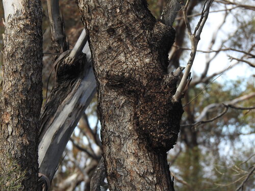 Eucalyptus gracilis 3